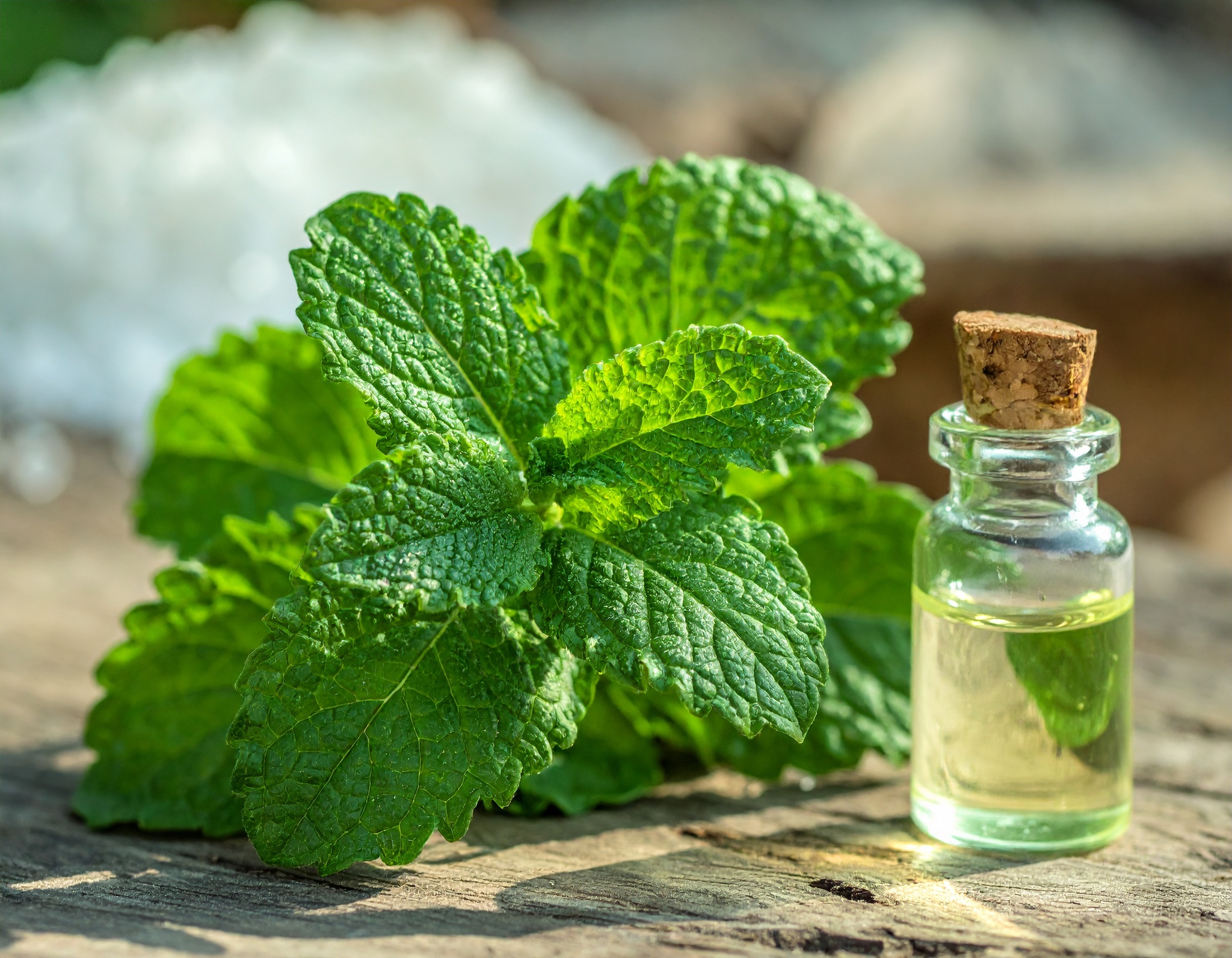 Native Menthol Products - Ruchi Menthol